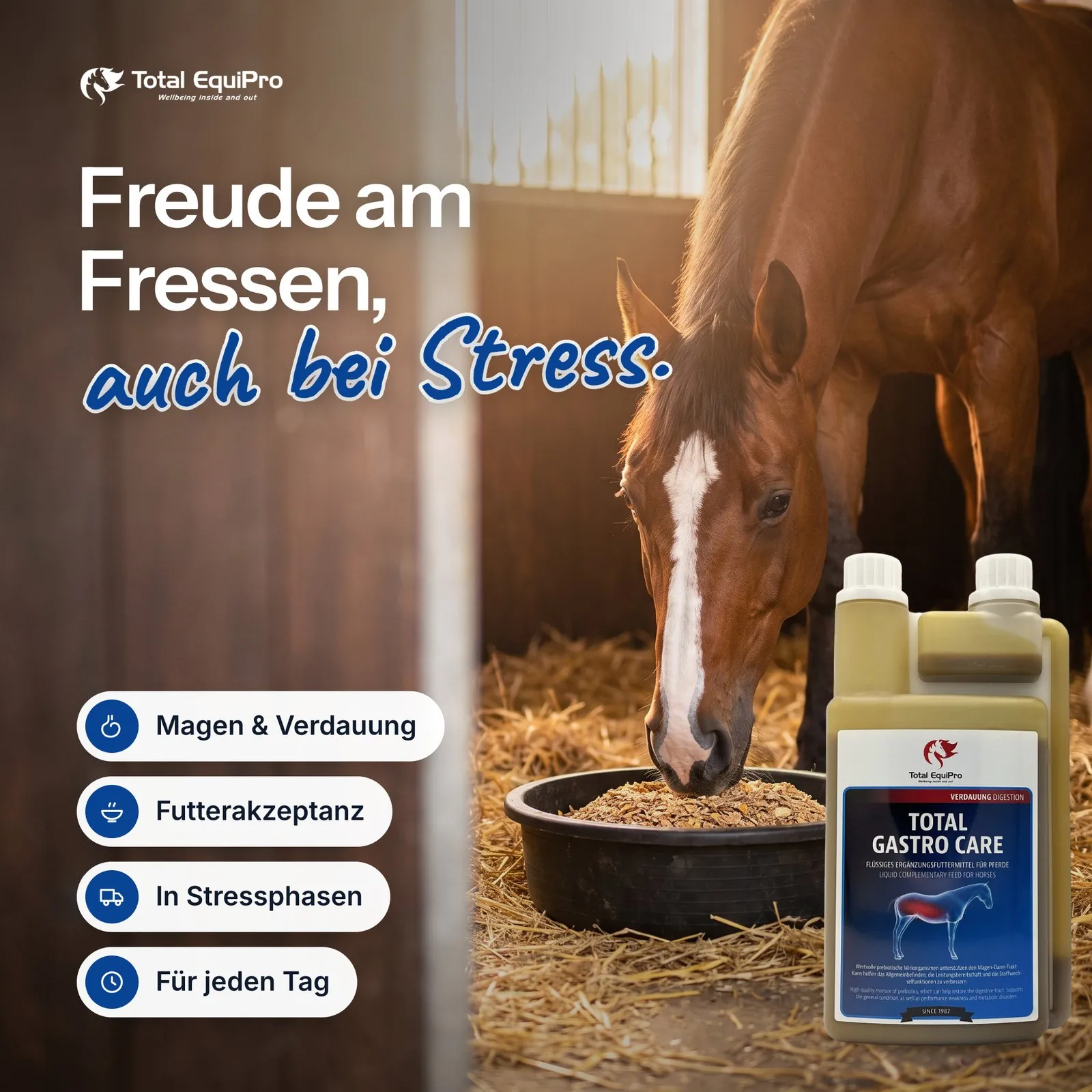 Gastro Care als Startbild: Flasche vor einem fressenden Pferd im Stall